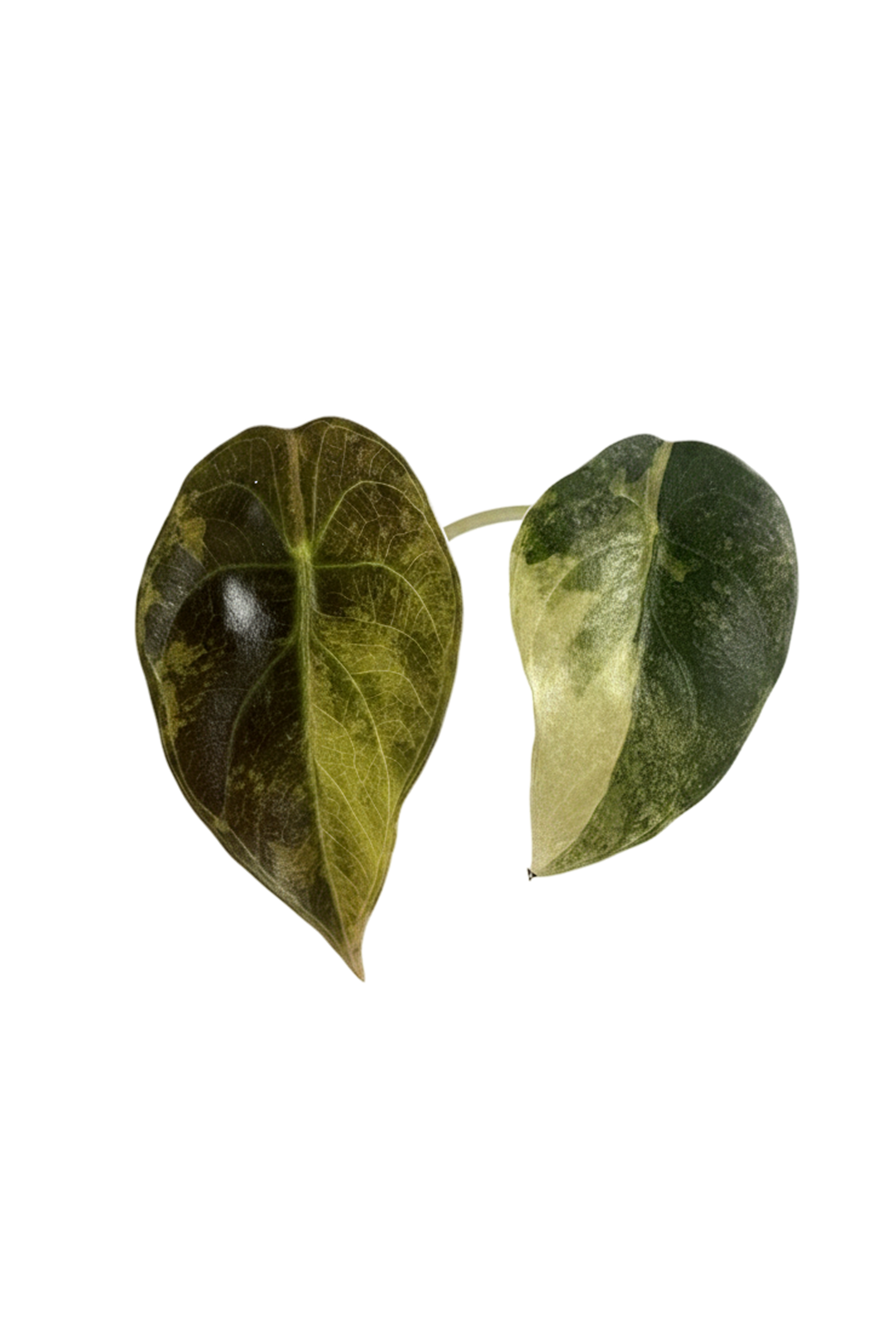 Alocasia sedenii aurea variegated pot 2