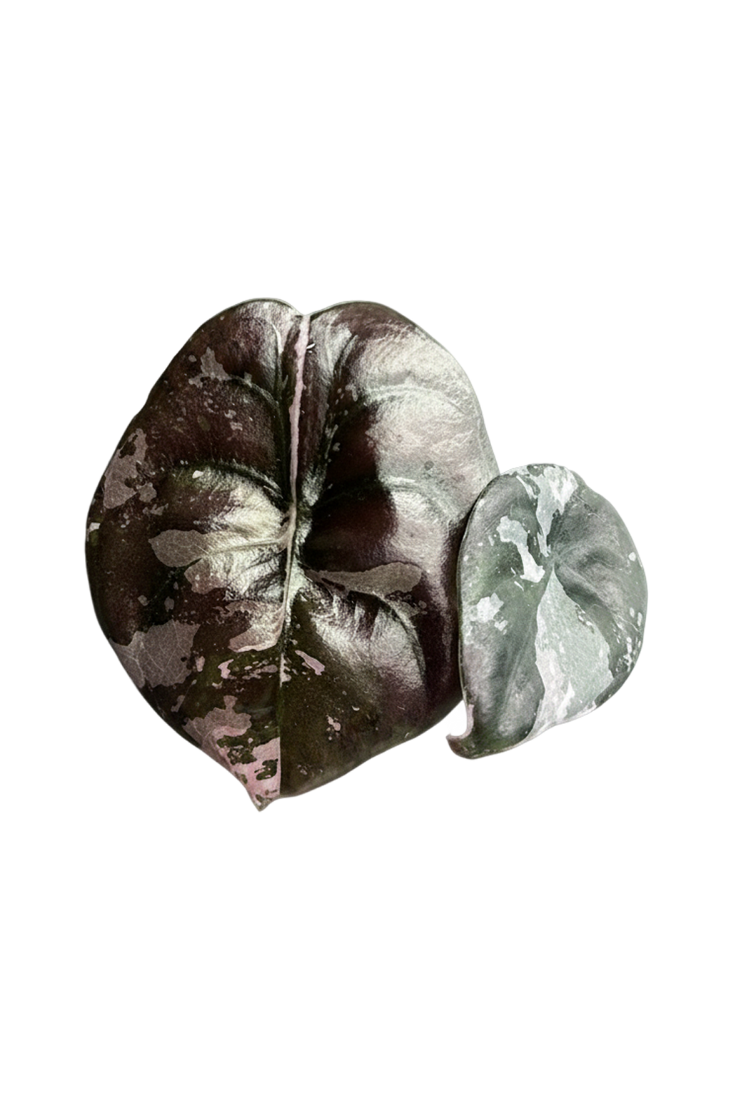 Alocasia cuprea pink variegated 'Nom Yen'