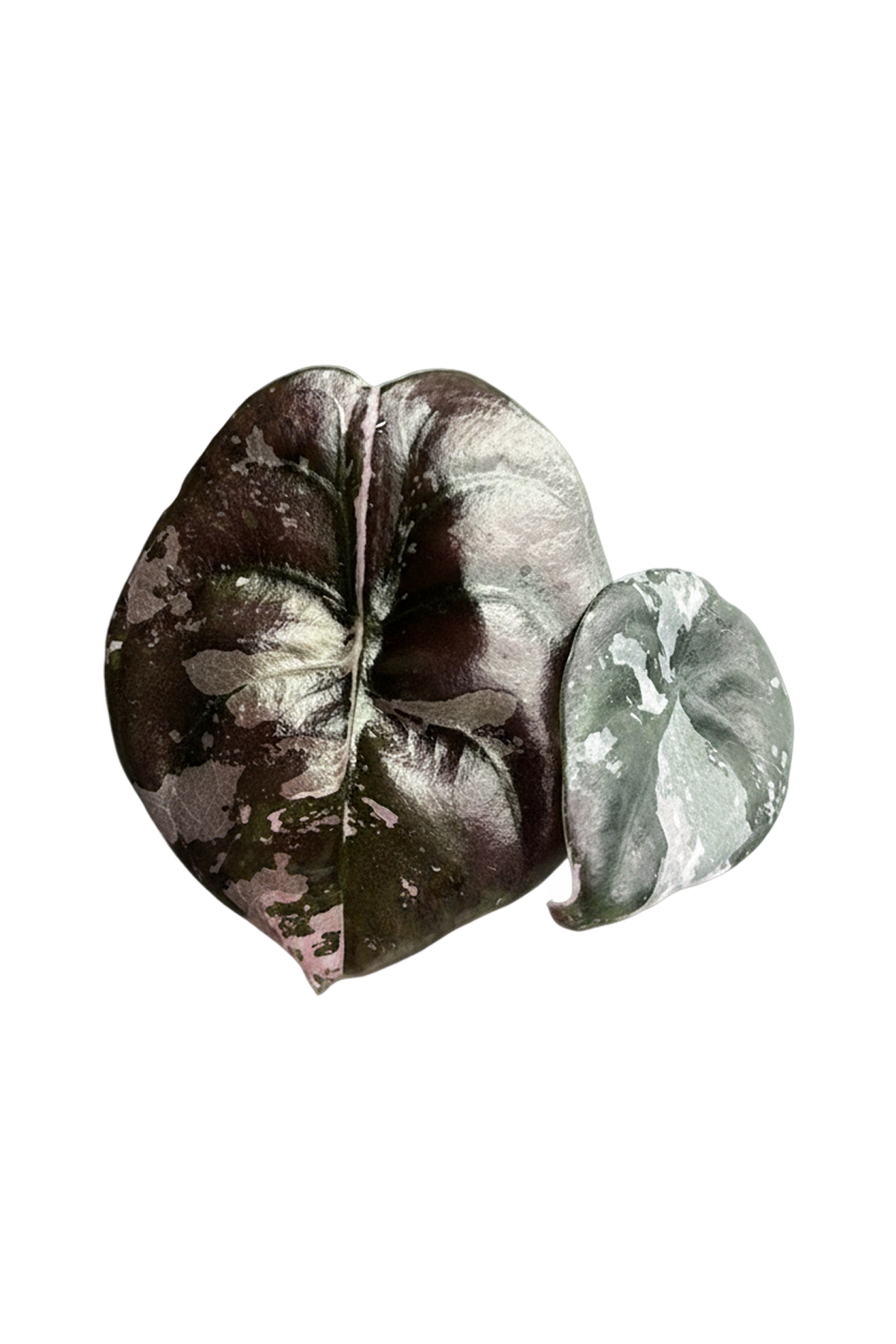 Alocasia cuprea pink variegated 'Nom Yen'
